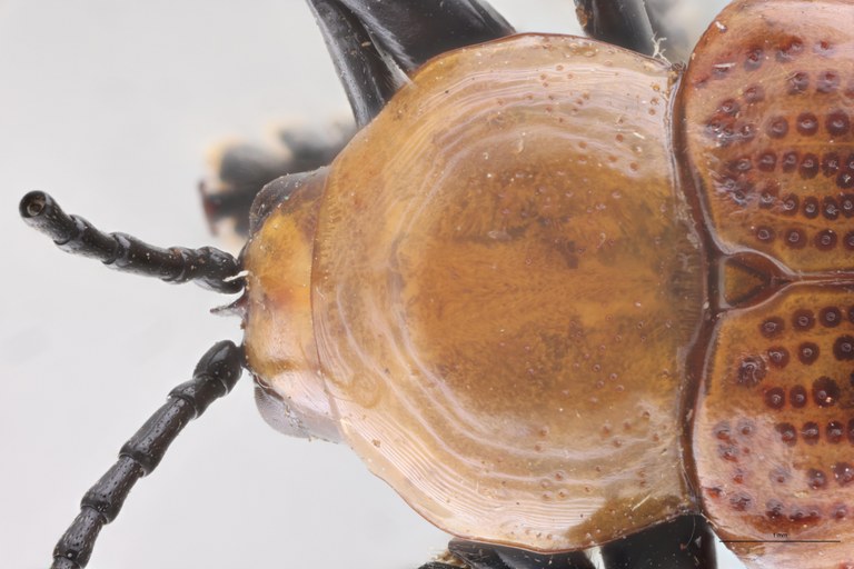 Prosopodonta sulphuricollis Pt Head-Close-Up.jpg