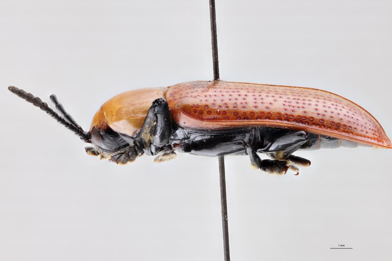 Prosopodonta sulphuricollis Pt L.jpg