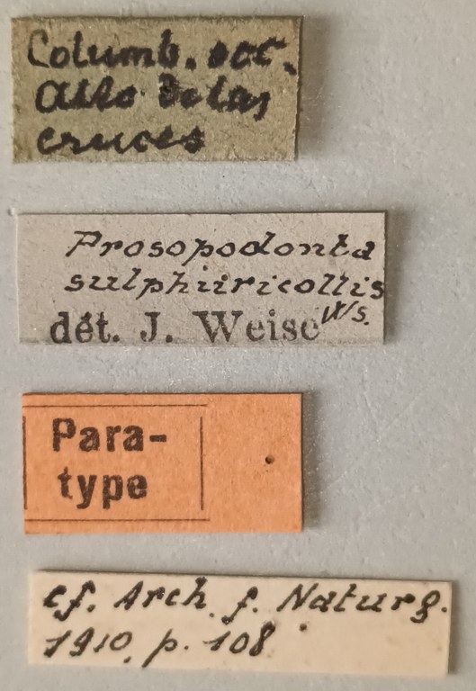 Prosopodonta sulphuricollis Pt Labels.jpg