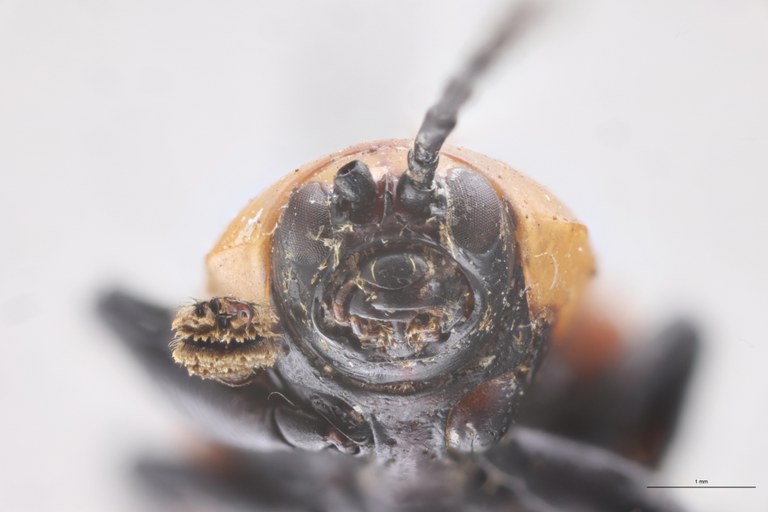 Prosopodonta sulphuricollis T F-V.jpg