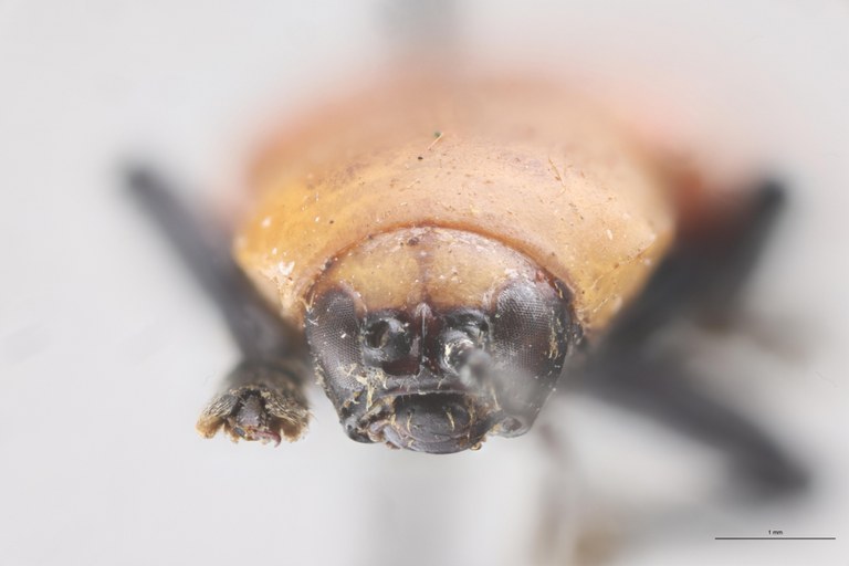 Prosopodonta sulphuricollis T F.jpg