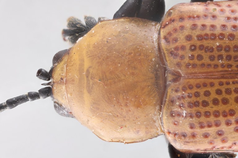 Prosopodonta sulphuricollis T Head-Close-Up.jpg