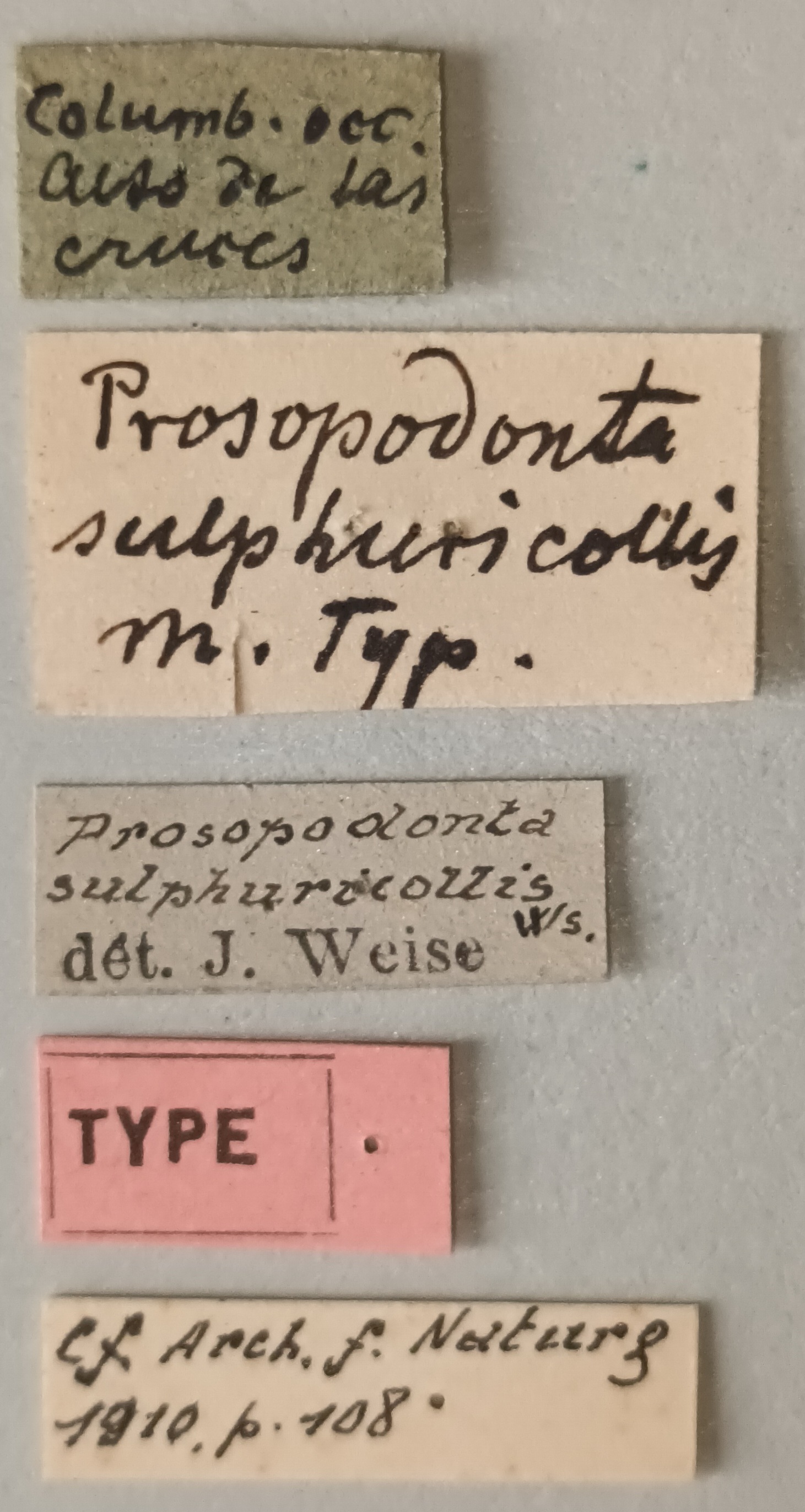 Prosopodonta sulphuricollis T Labels.jpg