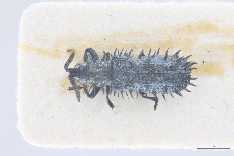 Pseudhispella fistulosa Pt D.jpg