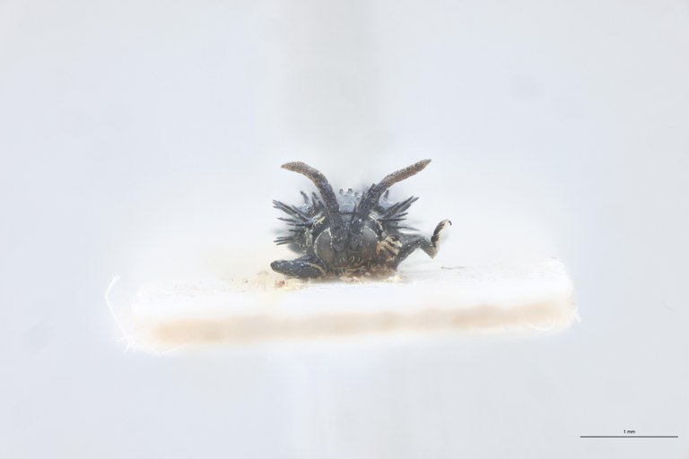 Pseudhispella fistulosa Pt F.jpg
