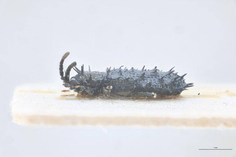 Pseudhispella fistulosa Pt L.jpg