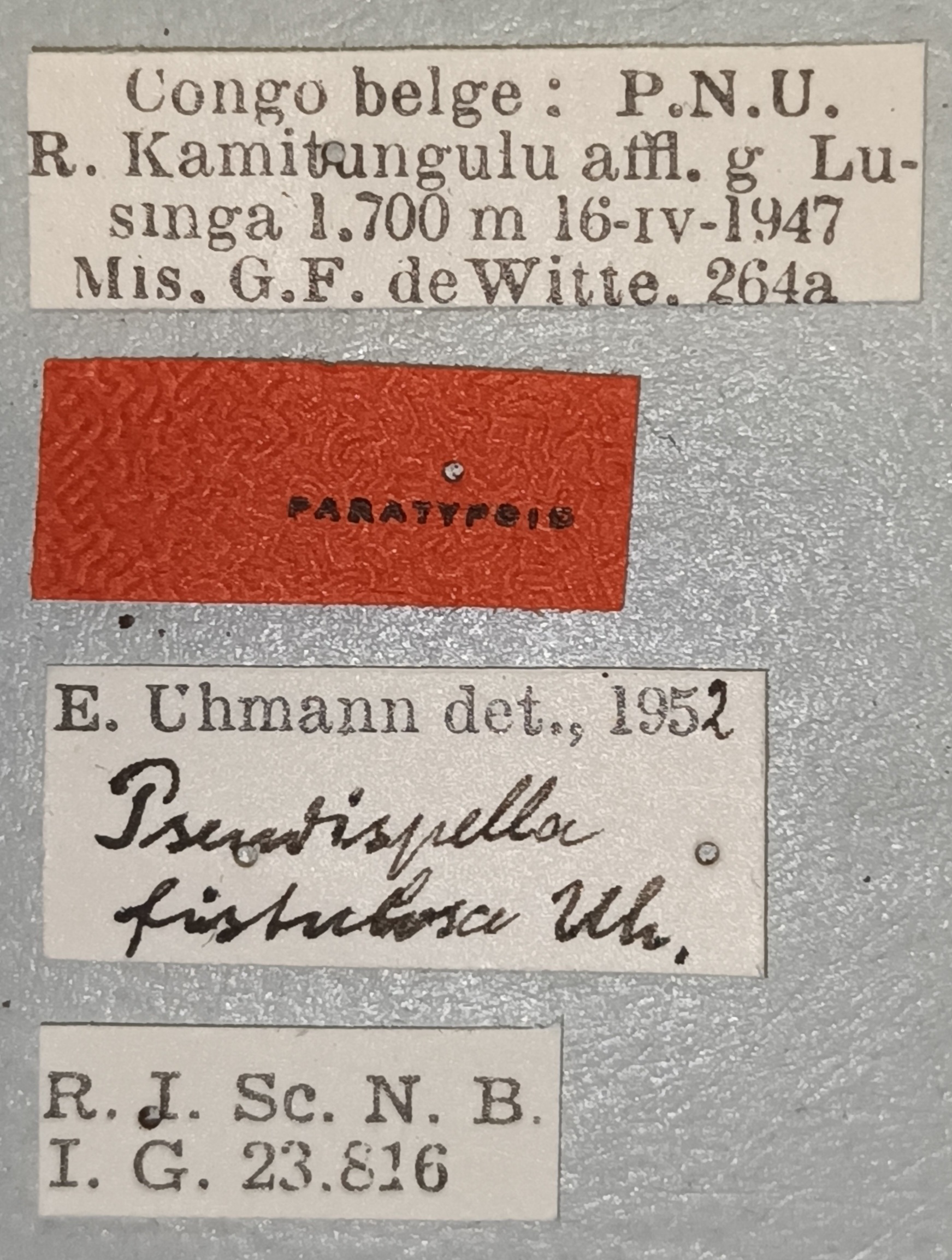 Pseudhispella fistulosa Pt Labels.jpg
