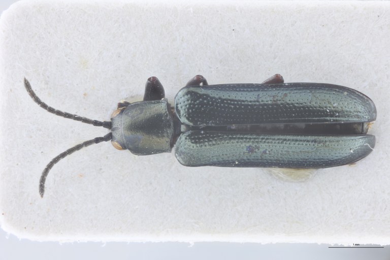 Solenispa leptomorpha Ex-T D.jpg