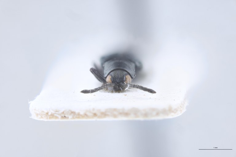 Solenispa leptomorpha Ex-T F.jpg