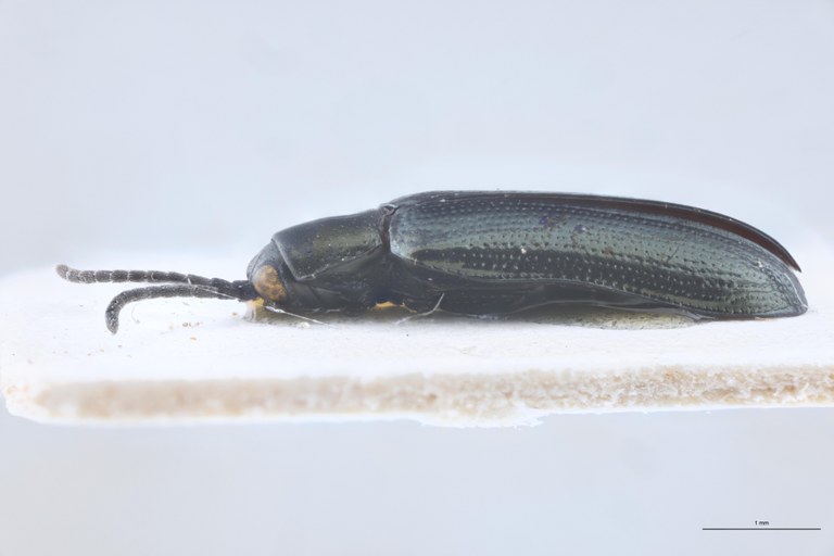 Solenispa leptomorpha Ex-T L.jpg