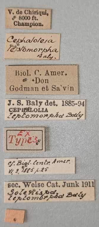 Solenispa leptomorpha Ex-T Labels.jpg
