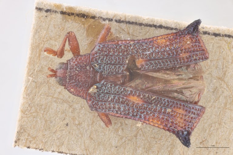 Uroplata ambigua Ex-T D.jpg