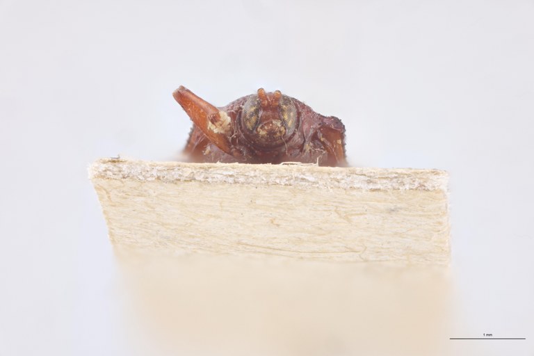 Uroplata ambigua Ex-T F-V.jpg