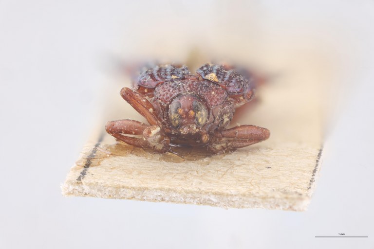 Uroplata ambigua Ex-T F.jpg