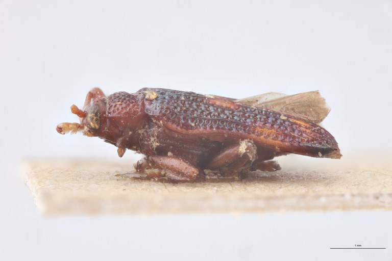 Uroplata ambigua Ex-T L.jpg