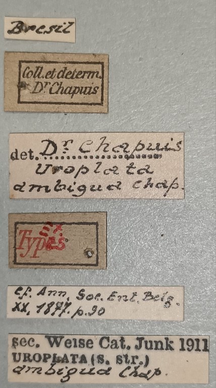 Uroplata ambigua Ex-T Labels.jpg