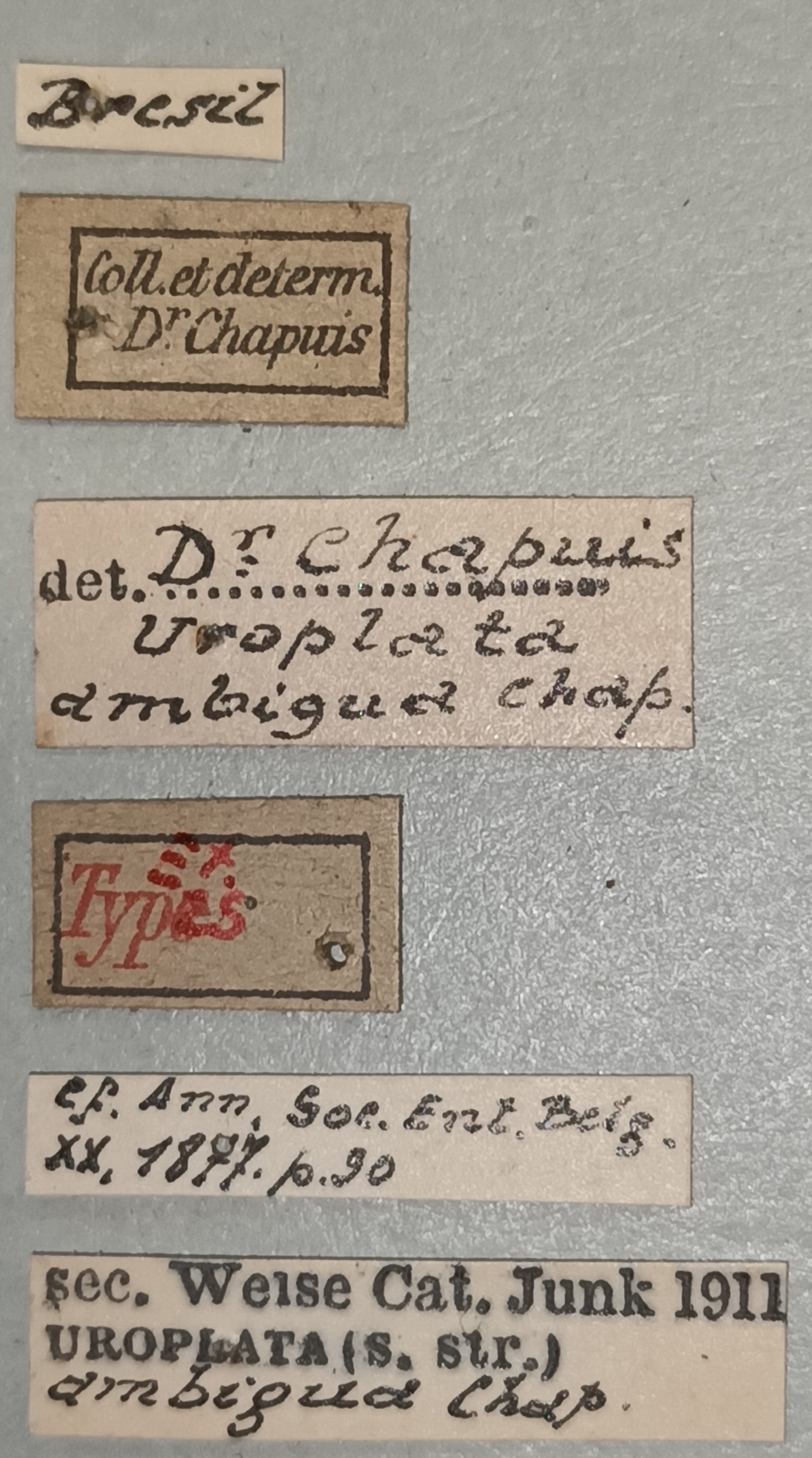 Uroplata ambigua Ex-T Labels.jpg
