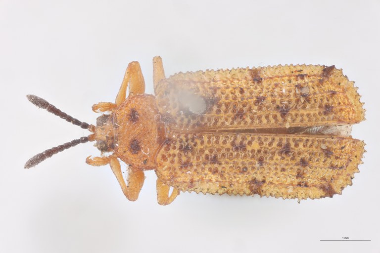 Uroplata bipuncticollis T D.jpg