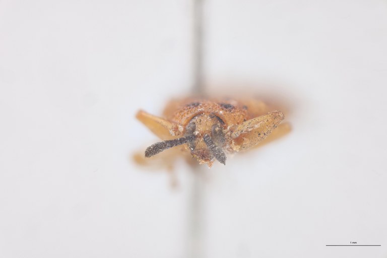 Uroplata bipuncticollis T F.jpg