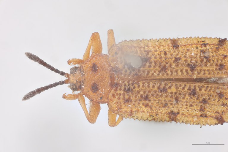 Uroplata bipuncticollis T Head-Close-Up.jpg