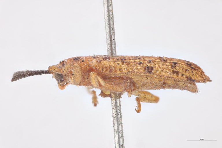 Uroplata bipuncticollis T L.jpg