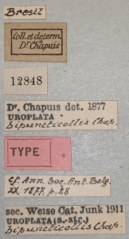 Uroplata bipuncticollis T Labels.jpg