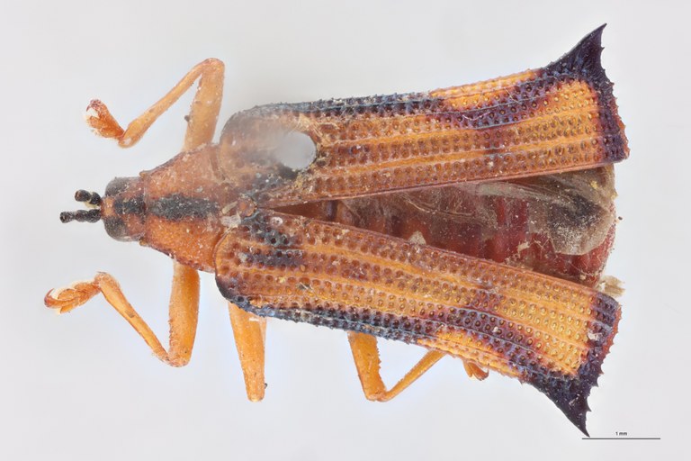 Uroplata bonvouloiri T D.jpg