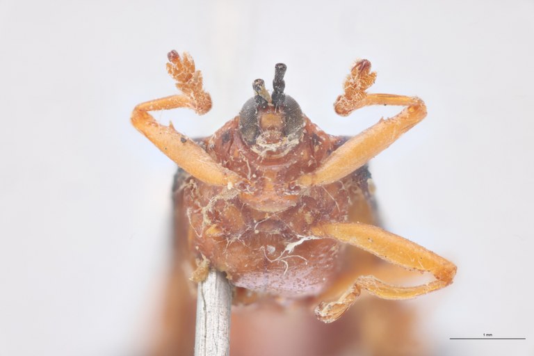 Uroplata bonvouloiri T F-V.jpg