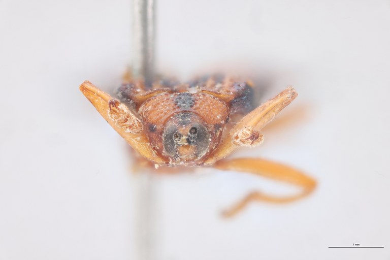 Uroplata bonvouloiri T F.jpg