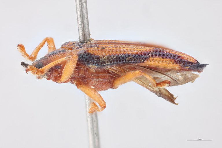 Uroplata bonvouloiri T L.jpg