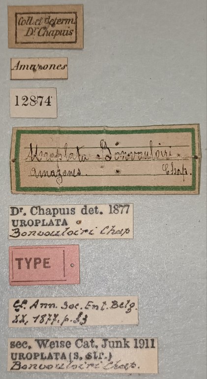 Uroplata bonvouloiri T Labels.jpg