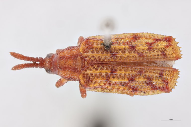 Uroplata crassicornis Ex-T D.jpg