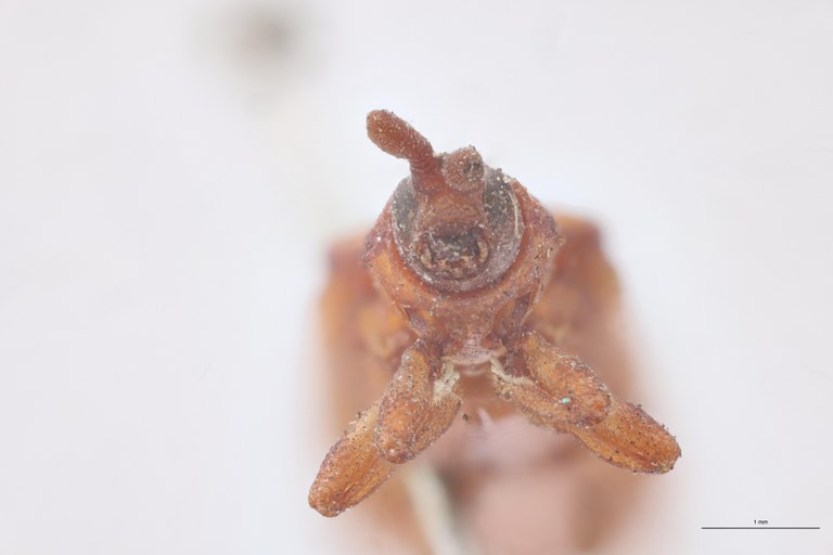 Uroplata crassicornis Ex-T F-V.jpg