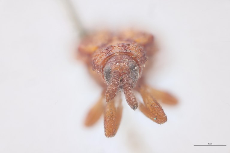 Uroplata crassicornis Ex-T F.jpg