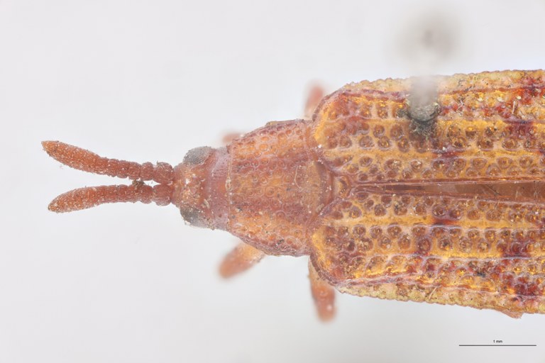 Uroplata crassicornis Ex-T Head-Close-Up.jpg