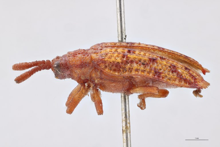Uroplata crassicornis Ex-T L.jpg