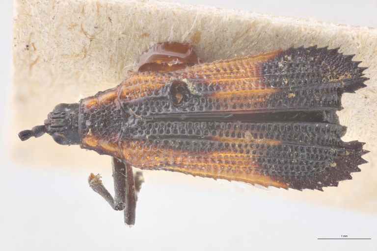 Uroplata cristata Ex-T D.jpg