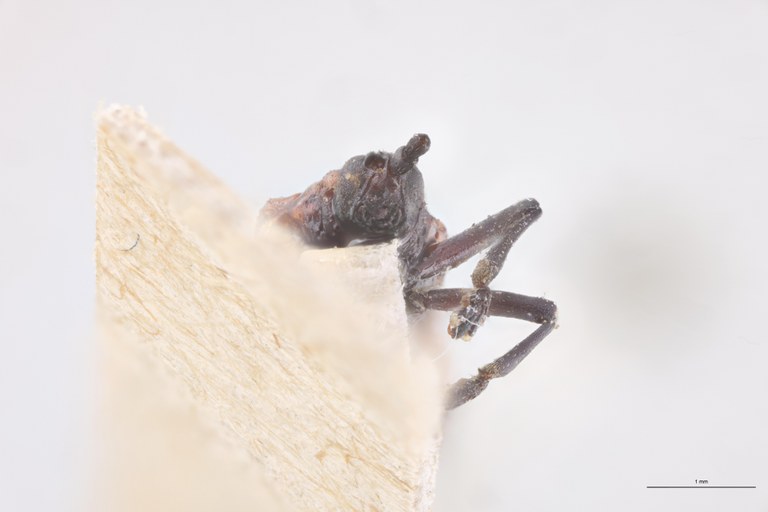 Uroplata cristata Ex-T F-V.jpg