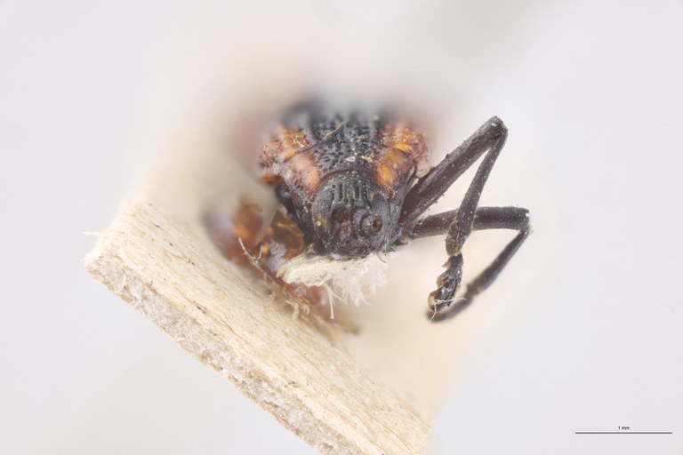 Uroplata cristata Ex-T F.jpg