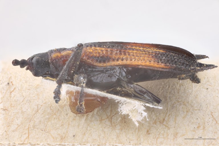 Uroplata cristata Ex-T L.jpg