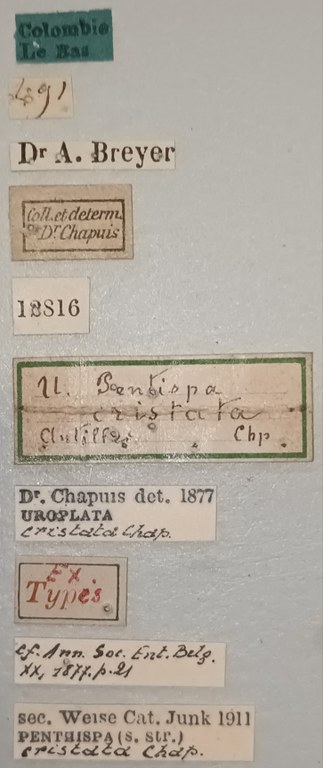 Uroplata cristata Ex-T Labels.jpg