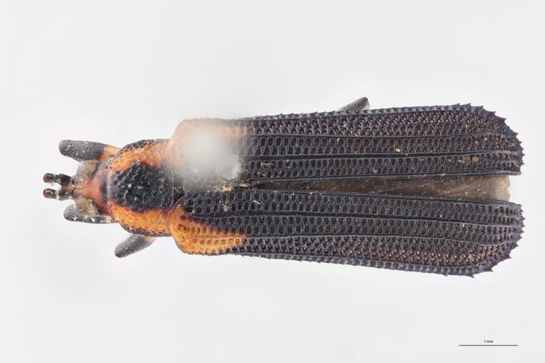 Uroplata emilii Ex-T D.jpg