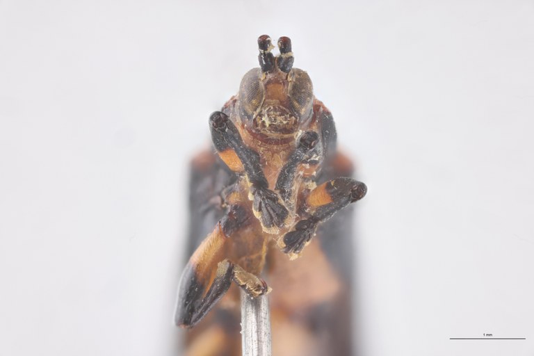 Uroplata emilii Ex-T F-V.jpg