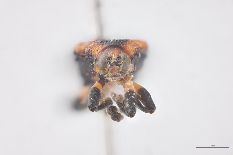 Uroplata emilii Ex-T F.jpg