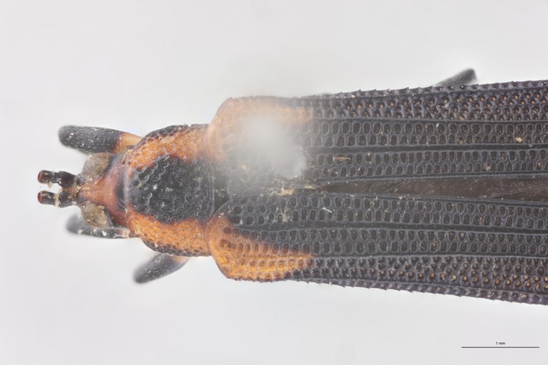 Uroplata emilii Ex-T Head-Close-Up.jpg