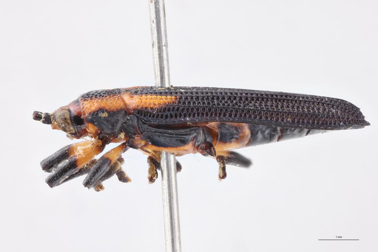 Uroplata emilii Ex-T L.jpg