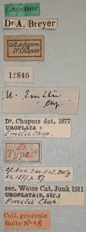 Uroplata emilii Ex-T Labels.jpg