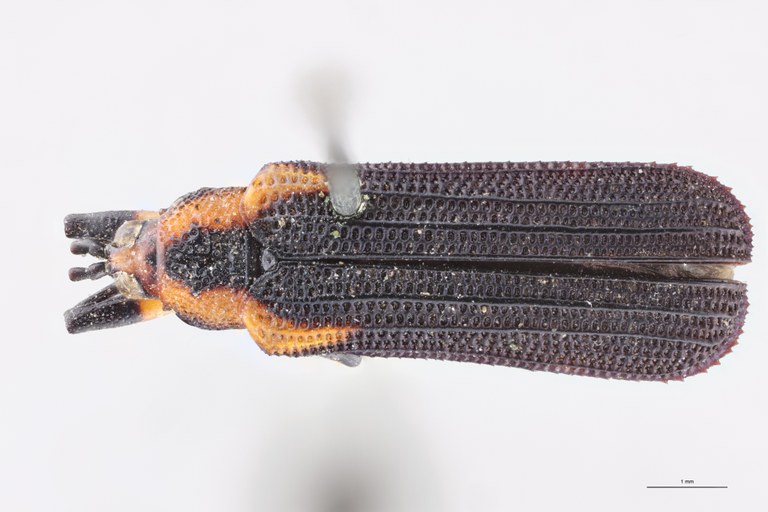 Uroplata emilii Lt D.jpg