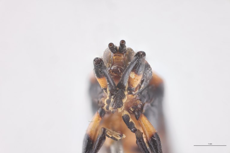 Uroplata emilii Lt F-V.jpg