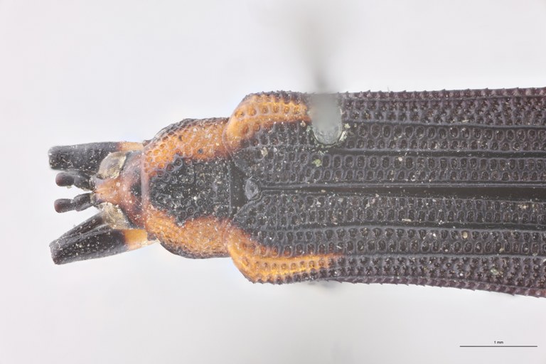 Uroplata emilii Lt Head-Close-Up.jpg